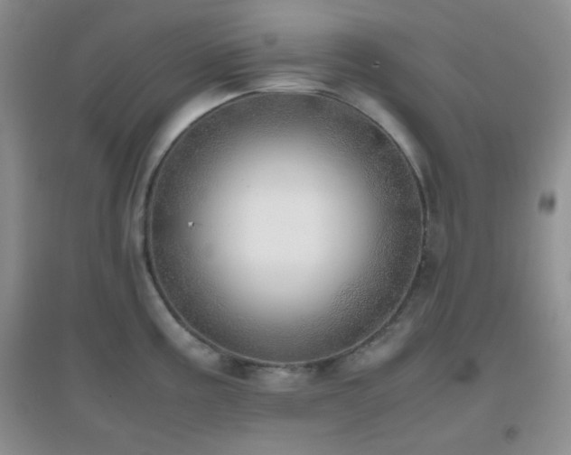 X0000096961195200802081223