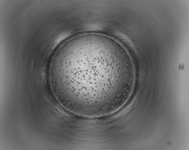X0000096961210200802081223