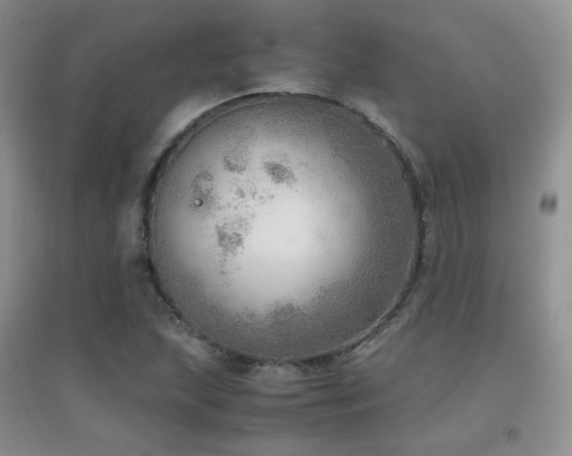 X0000096961215200802081223
