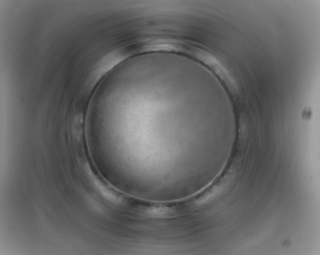 X0000096961233200802081223