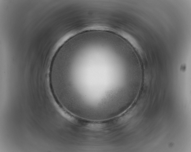 X0000096961237200802081223