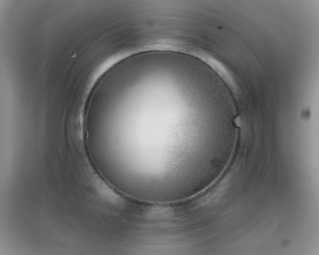 X0000096961238200802081223