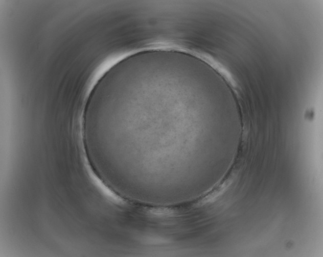 X0000096961239200802081223
