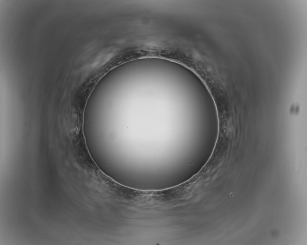 X0000096961253200802081223
