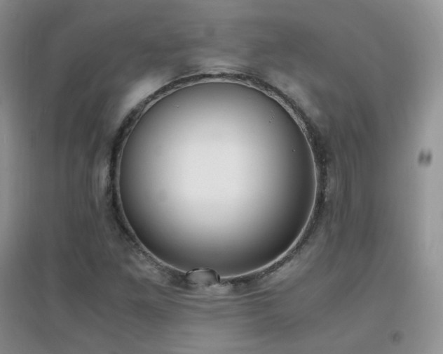 X0000096961261200802081222