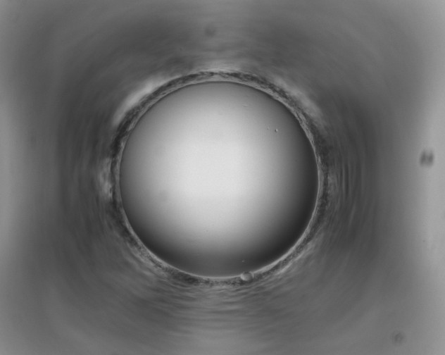 X0000096961262200802081222