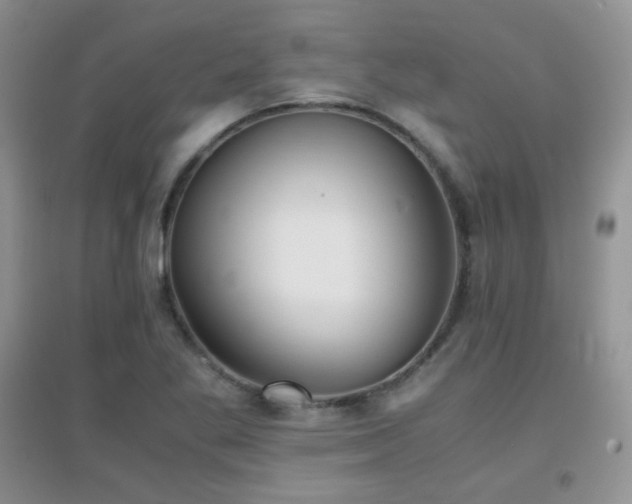 X0000096961269200802081222