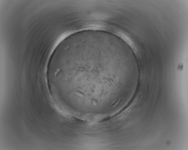 X0000096961283200802081222