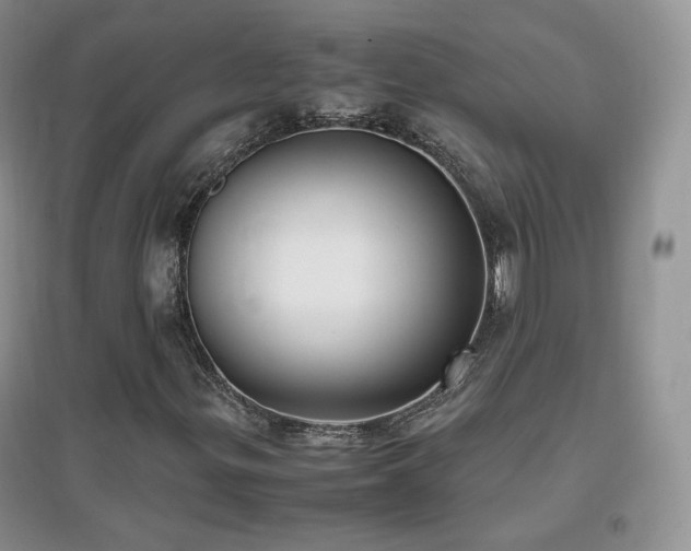 X0000096961299200802081221