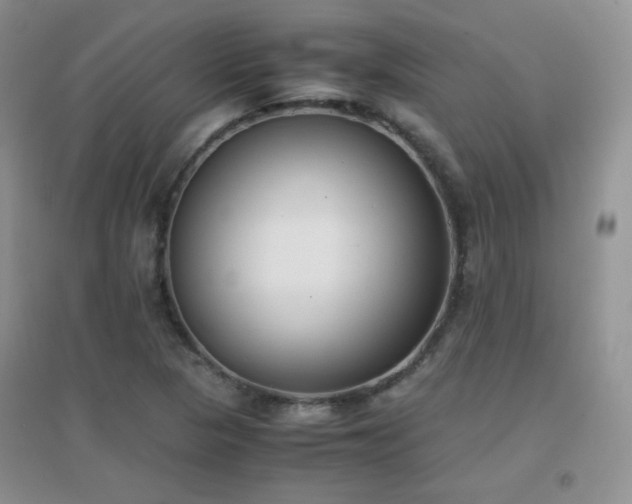X0000096961313200802081221