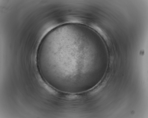 X0000096961331200802081222
