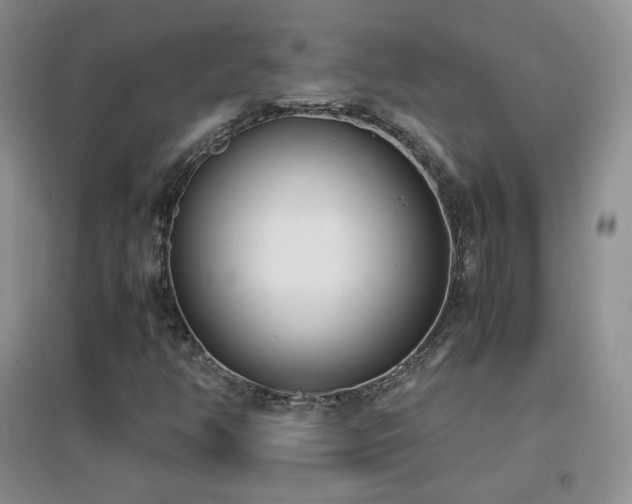 X0000096961350200802081221