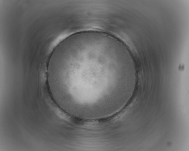 X0000096961363200802081221