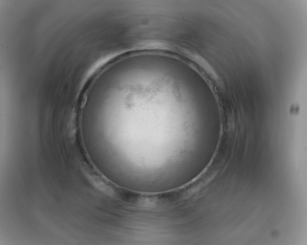 X0000096961364200802081221