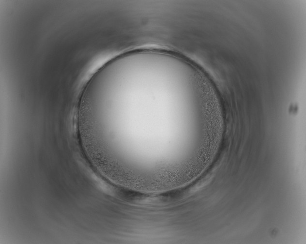X0000096961367200802081221