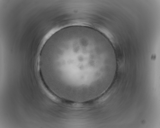 X0000096961371200802081221