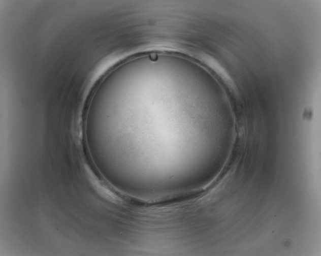 X0000096961372200802081221