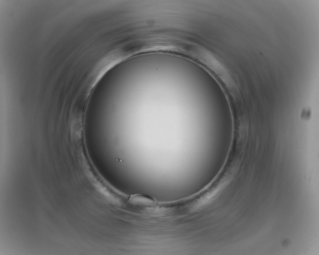 X0000096961377200802081221