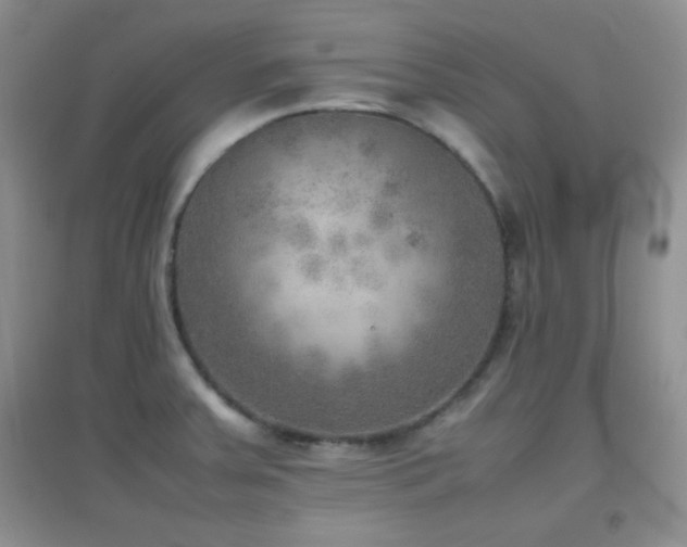 X0000096961379200802081221