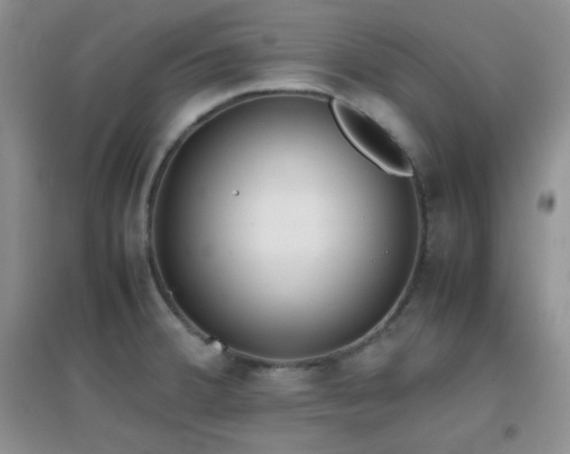 X0000096961380200802081221