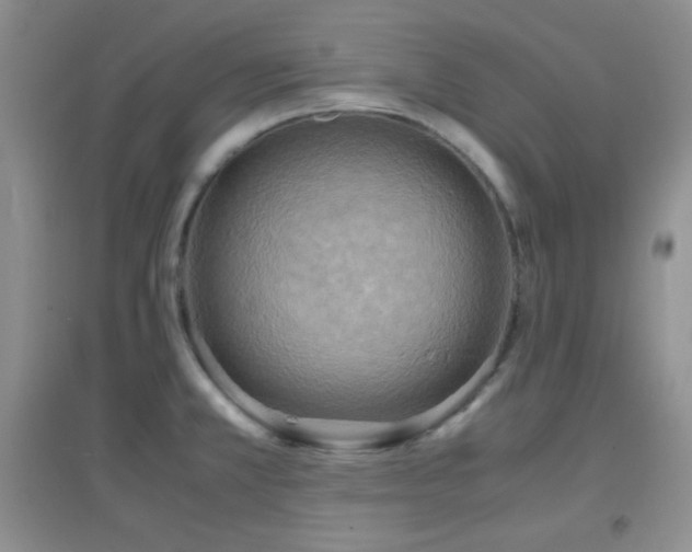 X0000096961381200802081221