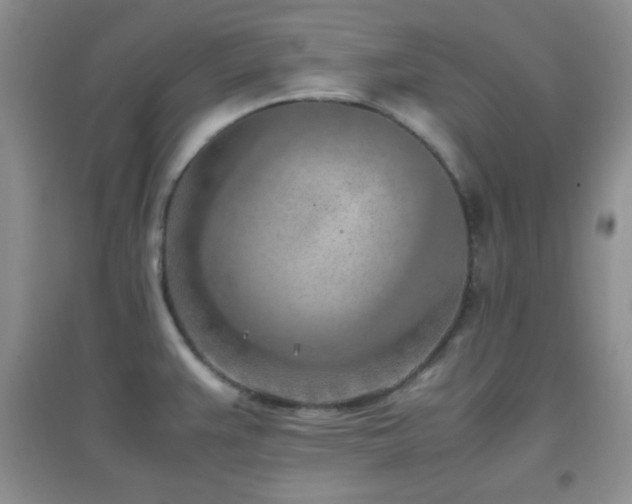 X0000096961383200802081221