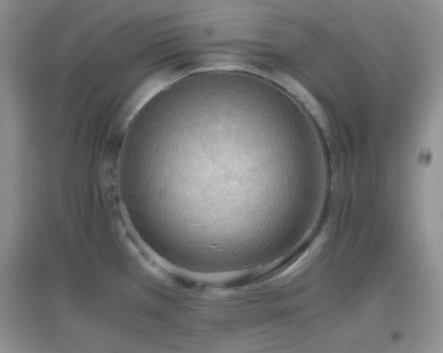 X0000096961385200802081221