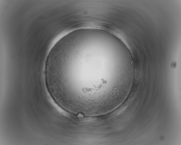 X0000096961387200802081221