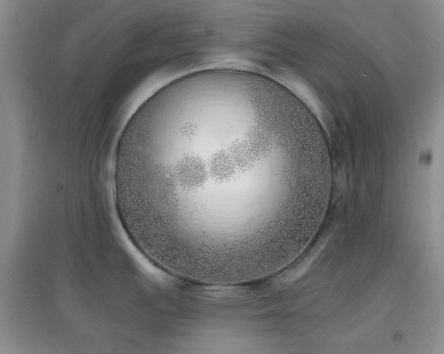 X0000096961391200802081221