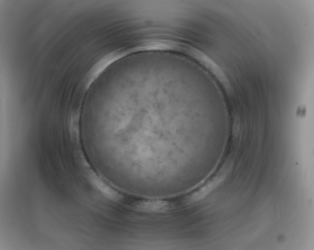X0000096961417200802081220