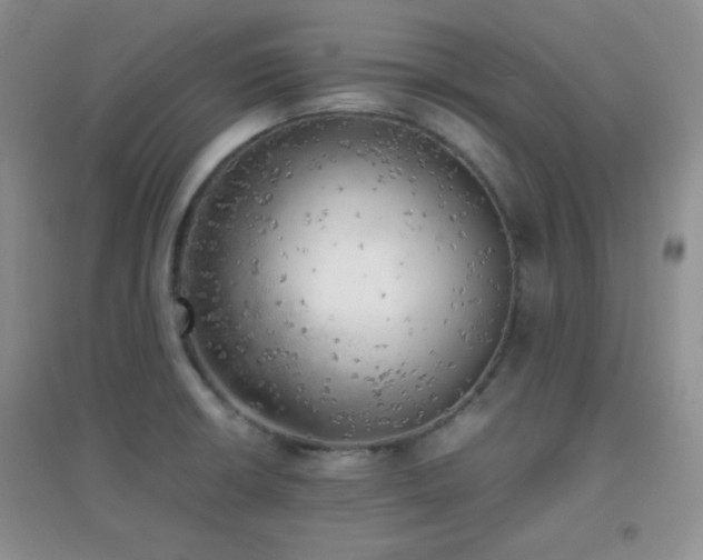 X0000096961426200802081220