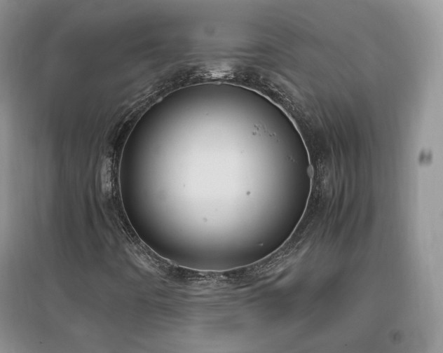 X0000096961442200802081220