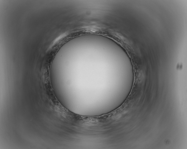 X0000096961446200802081220