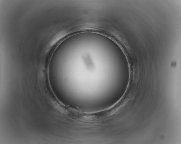 X0000096961453200802081220