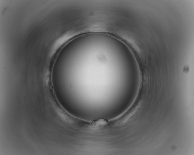 X0000096961461200802081220