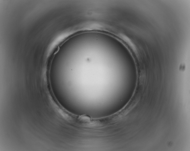 X0000096961464200802081220