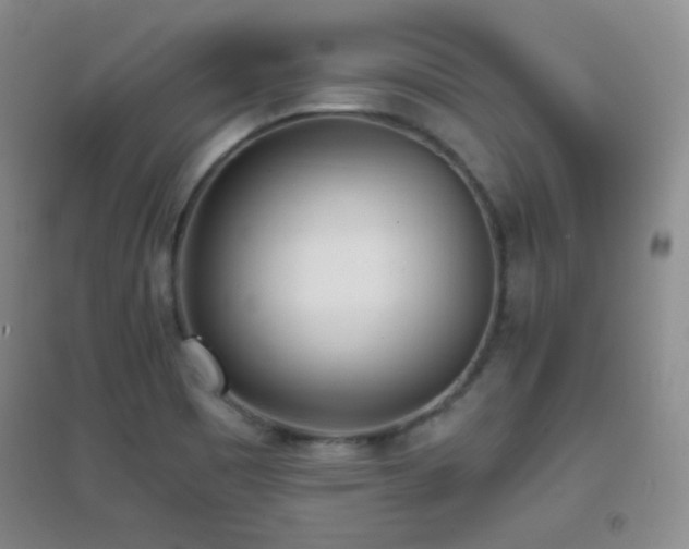 X0000096961465200802081220
