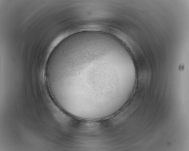 X0000096961466200802081220