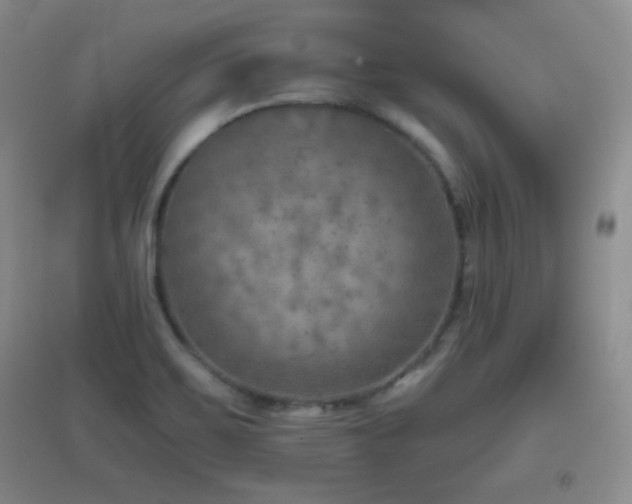 X0000096961467200802081220
