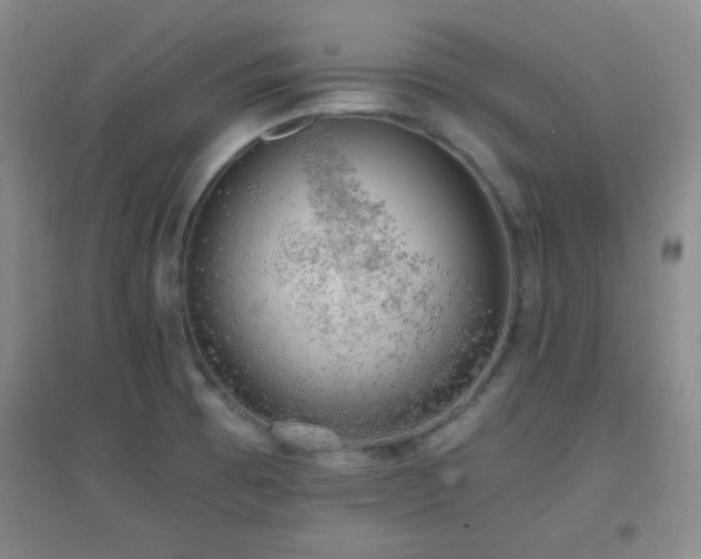 X0000096961473200802081219