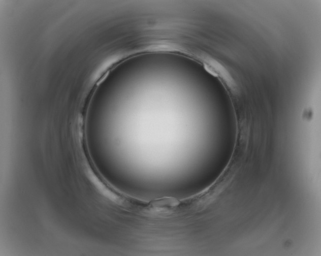 X0000096961476200802081219