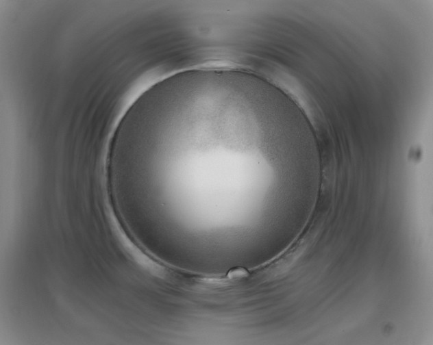 X0000096961483200802081219