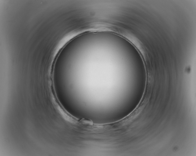 X0000096961485200802081219