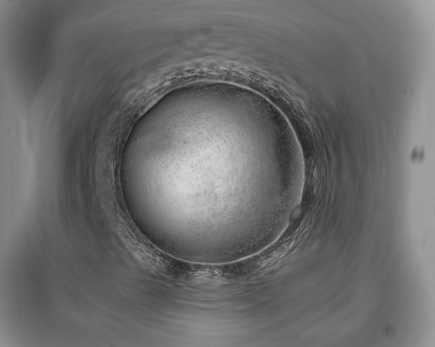 X0000096961489200802081219