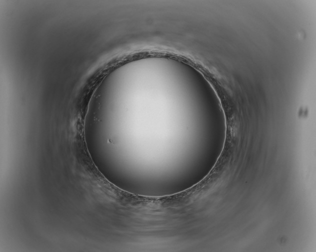 X0000096961495200802081219