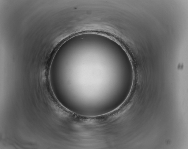 X0000096961497200802081219