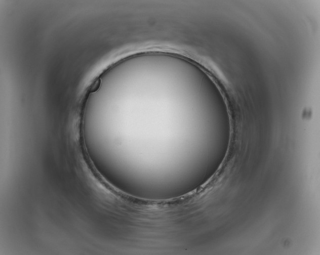 X0000096961504200802081219