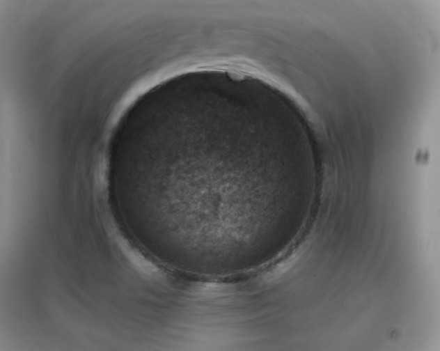 X0000096961506200802081219