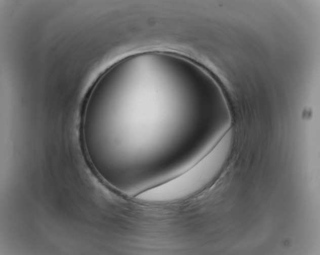X0000096961508200802081219