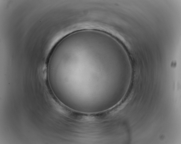 X0000096961509200802081219